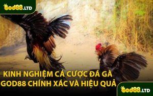 Kinh Nghiệm Cá Cược Đá Gà God88 Chính Xác Và Hiệu Quả
