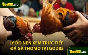 Lý Do Nên Xem Trực Tiếp Đá Gà Thomo Tại God88
