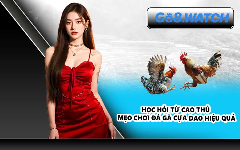 Học hỏi từ cao thủ – mẹo chơi đá gà cựa dao hiệu quả